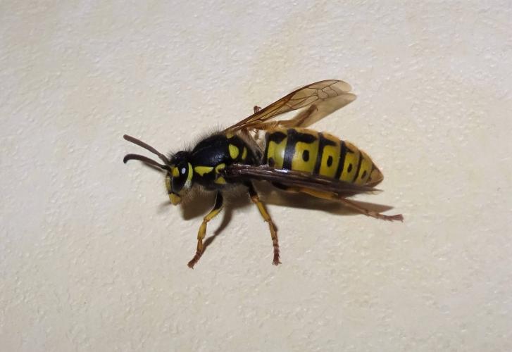 Wasp in the house