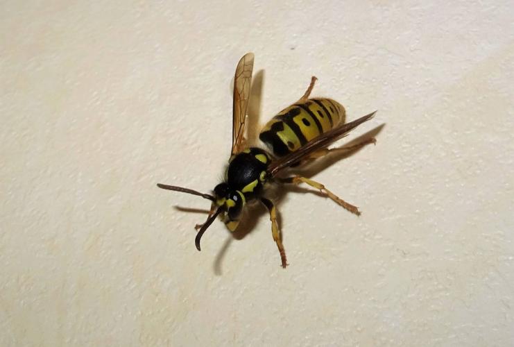 Wasp in the house
