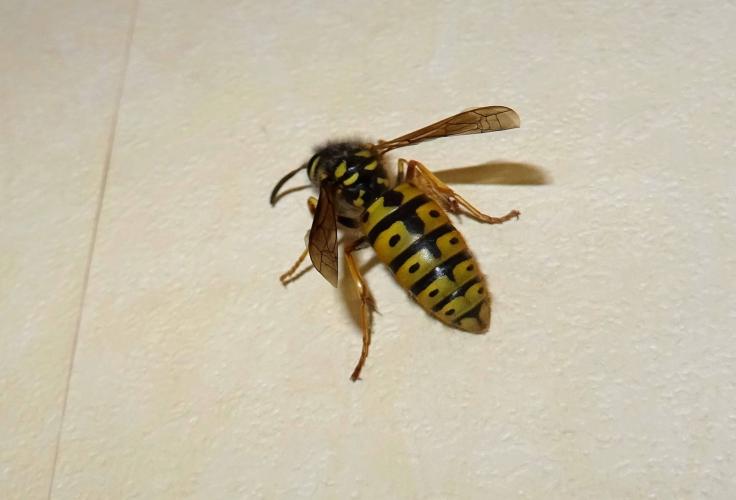 Wasp in the house