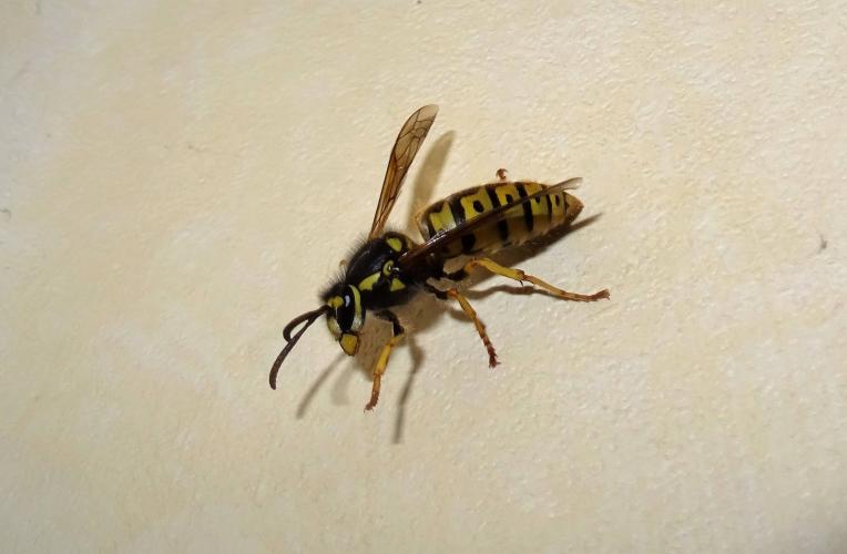 Wasp in the house