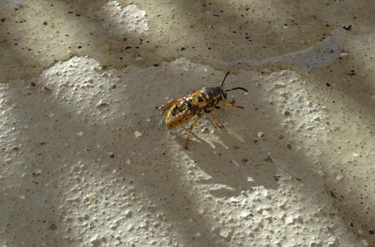 Wasp in the house