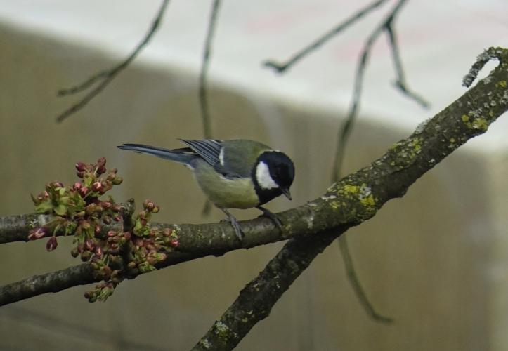 Great tit and tree-crawler