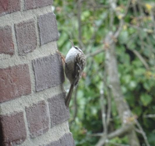 Great tit and tree-crawler