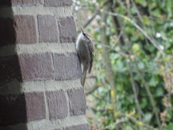 Great tit and tree-crawler