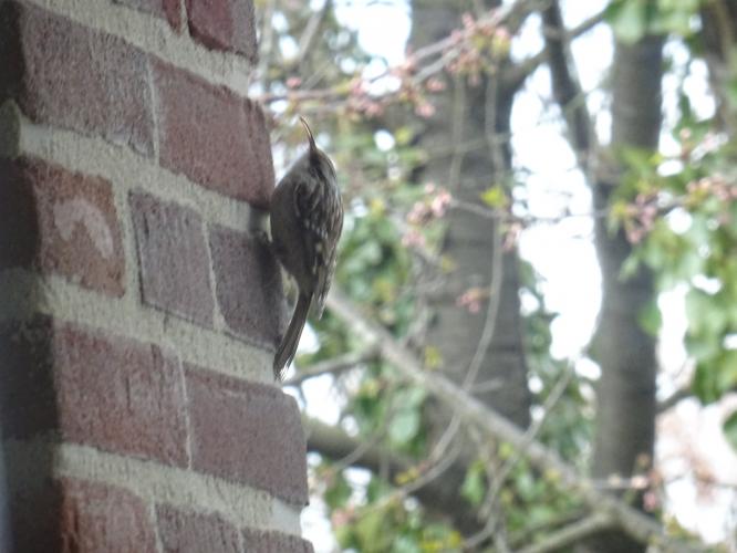 Great tit and tree-crawler