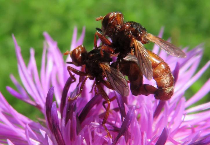 Roestbruine kromlijf