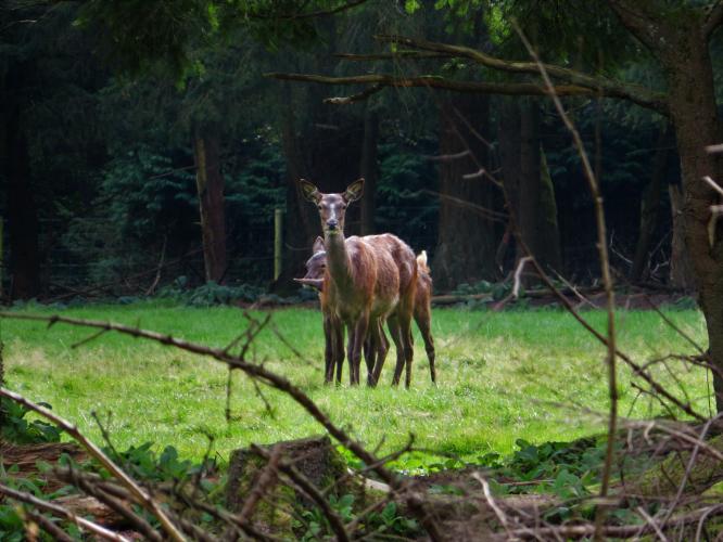 Teveel om op te tellen