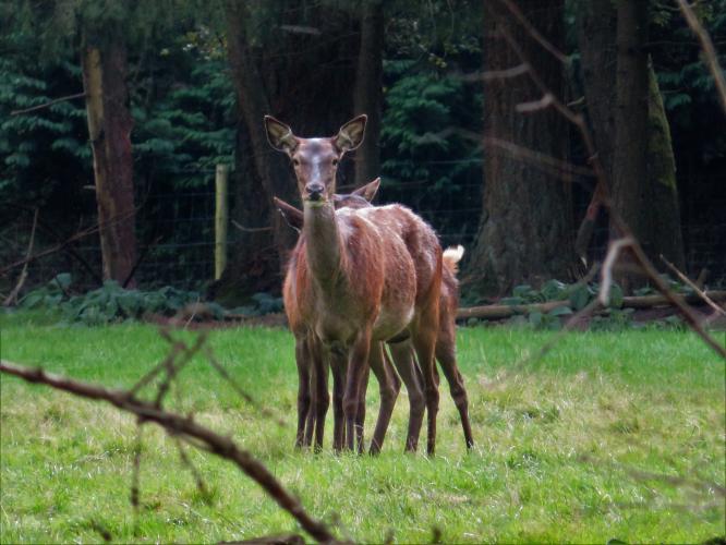 Teveel om op te tellen