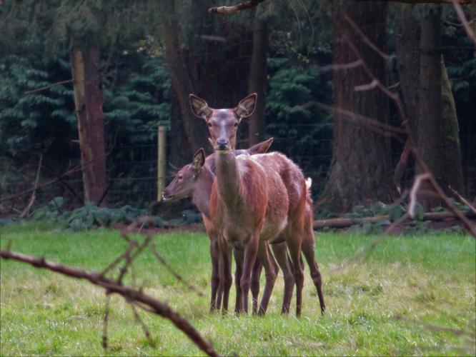 Teveel om op te tellen
