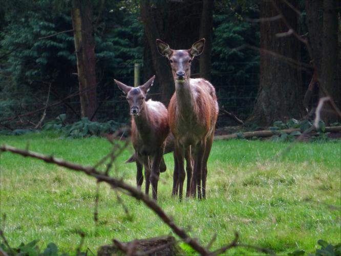 Teveel om op te tellen
