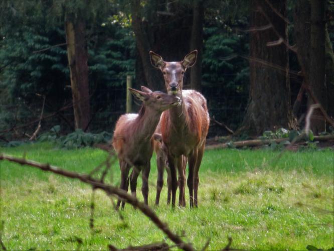 Teveel om op te tellen