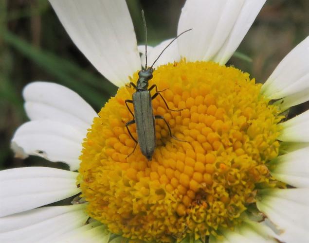 Een bijzondere kever