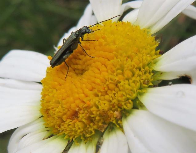 Een bijzondere kever