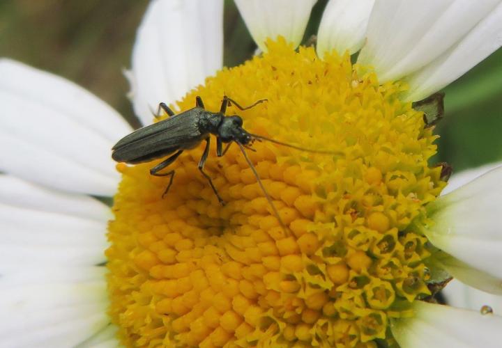 Een bijzondere kever