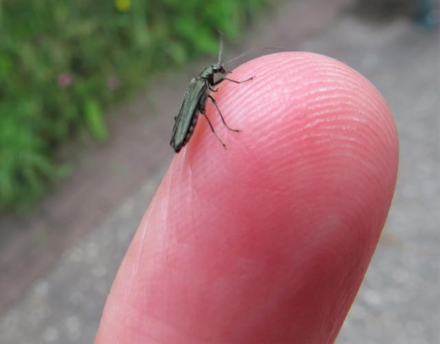 Een bijzondere kever