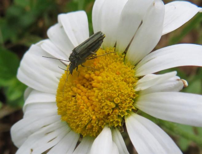 Een bijzondere kever