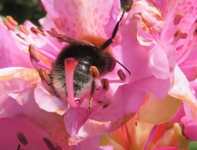 Genieten van de rododendron