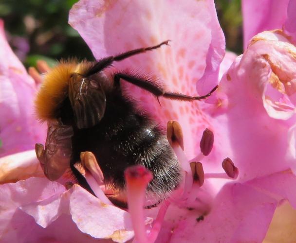 Genieten van de rododendron