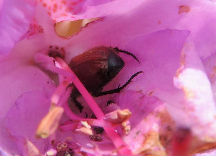 Genieten van de rododendron