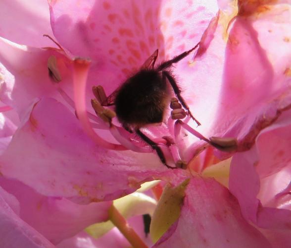Genieten van de rododendron