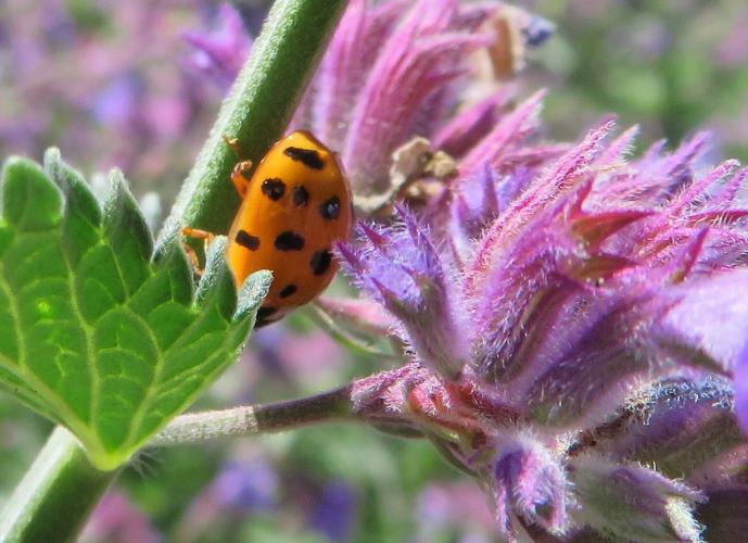 Op een zonnige dag in juni