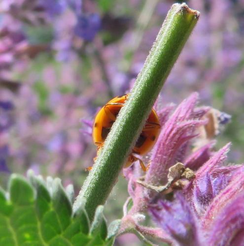 Op een zonnige dag in juni