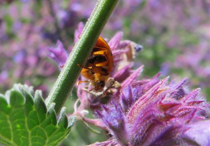 Op een zonnige dag in juni