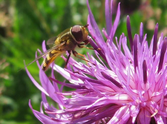 Op een zonnige dag in juni