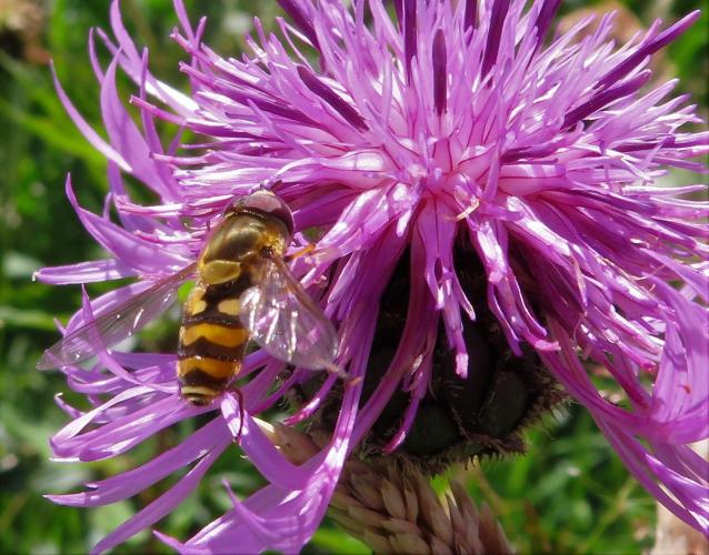 Op een zonnige dag in juni