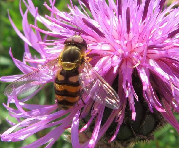 Op een zonnige dag in juni