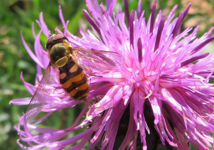 Op een zonnige dag in juni