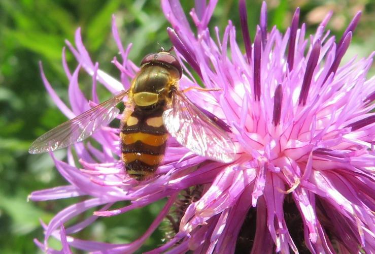 Op een zonnige dag in juni