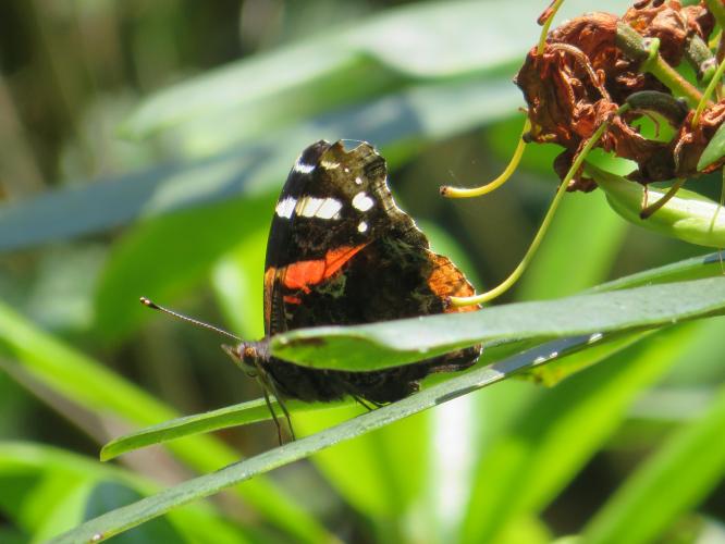 Op een zonnige dag in juni