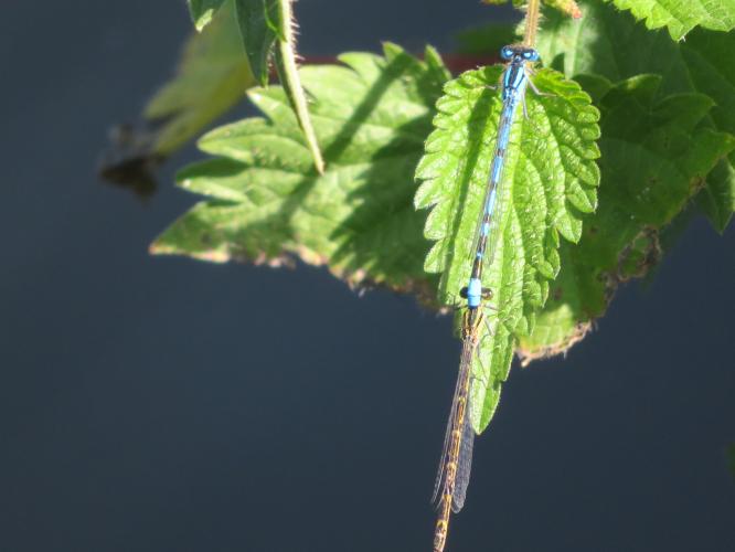 Op een zonnige dag in juni