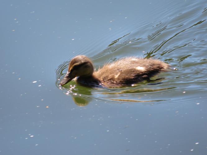 Op een zonnige dag in juni
