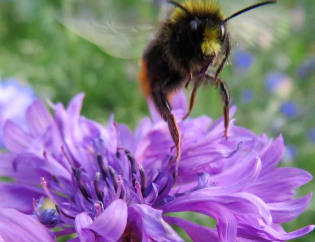 De aantrekkelijke korenbloem