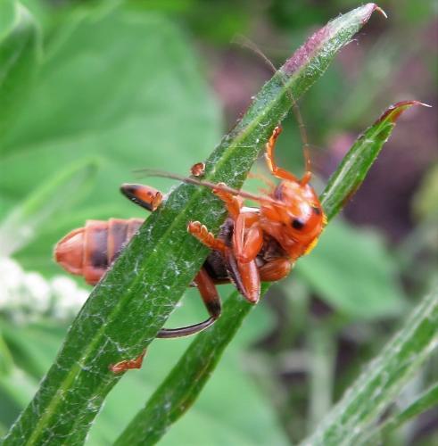 Bleekgele weekschildkever