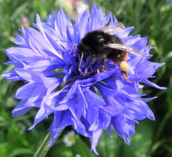 Een oase van korenbloemen