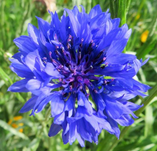 Een oase van korenbloemen