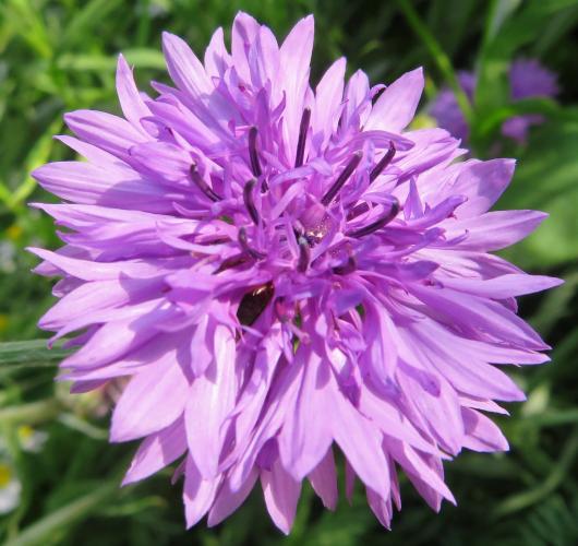 Een oase van korenbloemen