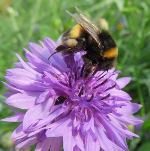 Een oase van korenbloemen