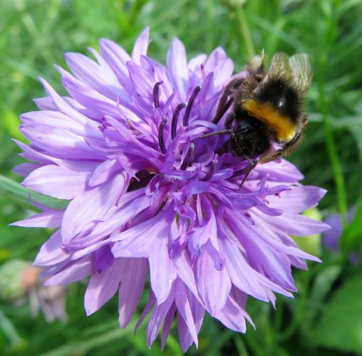 Een oase van korenbloemen