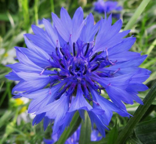 Een oase van korenbloemen