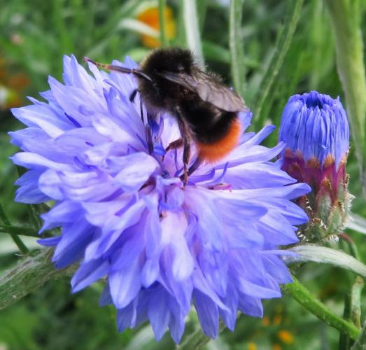Een oase van korenbloemen