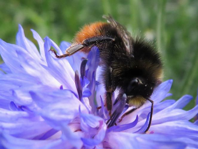 Een oase van korenbloemen