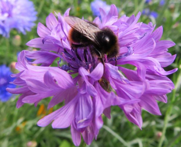 Een oase van korenbloemen