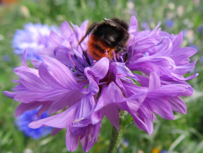 Een oase van korenbloemen