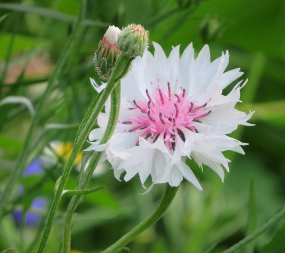 Een oase van korenbloemen