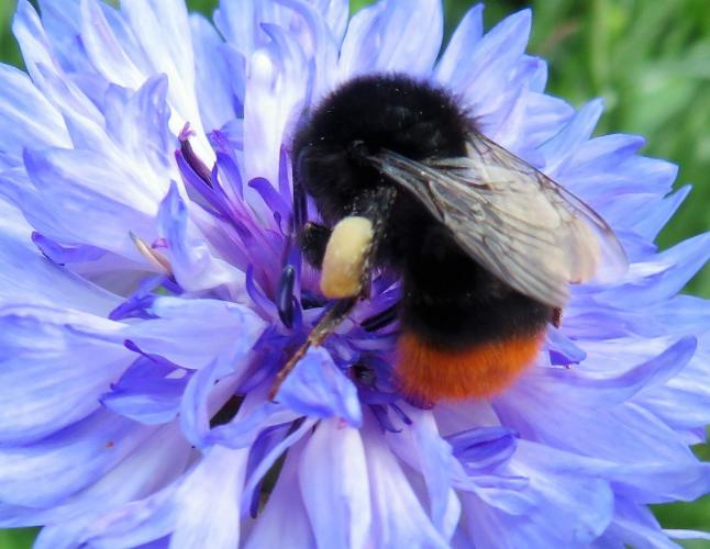 Een oase van korenbloemen