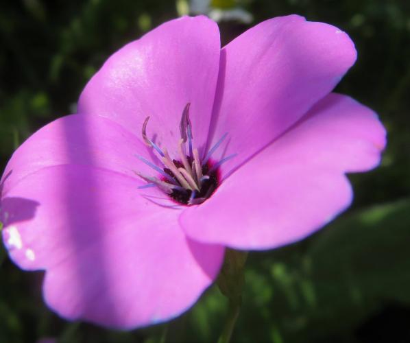 Wie kent deze schoonheid